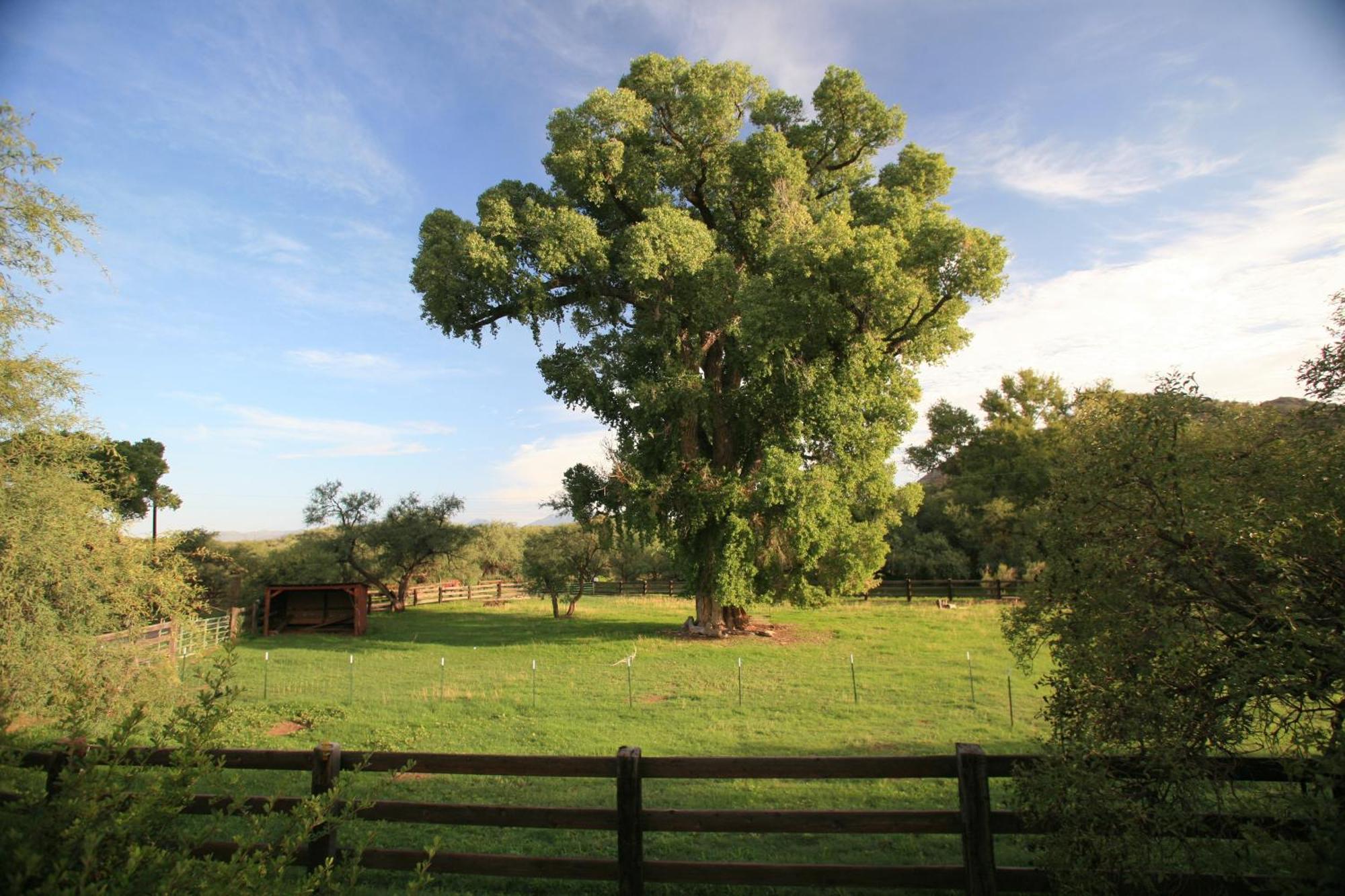 Spirit Tree Inn B&B Patagonia Exterior photo